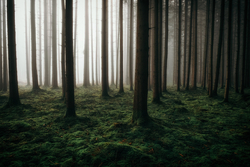 природа/nature - лес