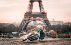 animals/животные голуби