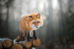 animals/животные лиса