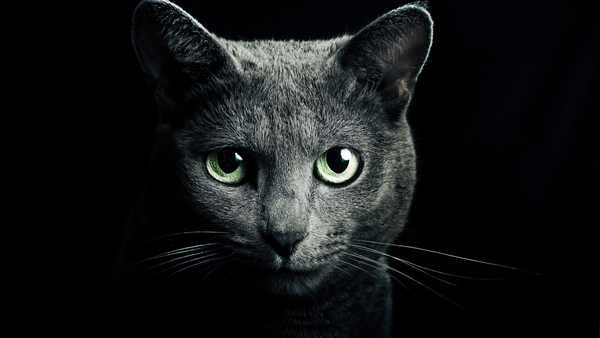 animals/животные черная кошка(кот)